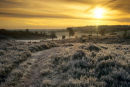 Winter Sun